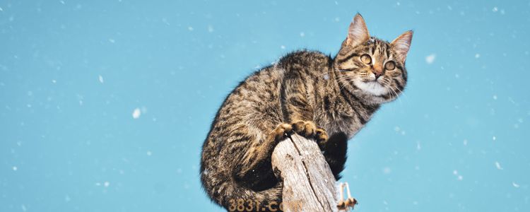 猫冬天可以洗澡吗 这样给猫洗澡不会生病(图3)