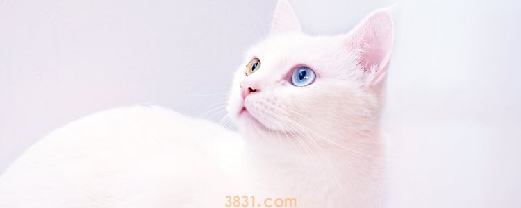 猫冬天掉毛严重怎么办 辨别需求有效改善(图1)