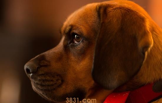 狗可以吃提子吗?为什么 狗能吃提子吗为什么(图1)