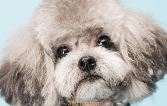 泰迪狗狗可以吃石榴籽吗(图1)