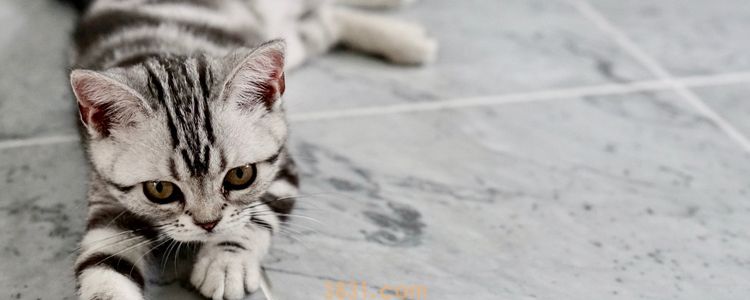 猫冬天如何过冬 如何让猫温暖过冬(图1)