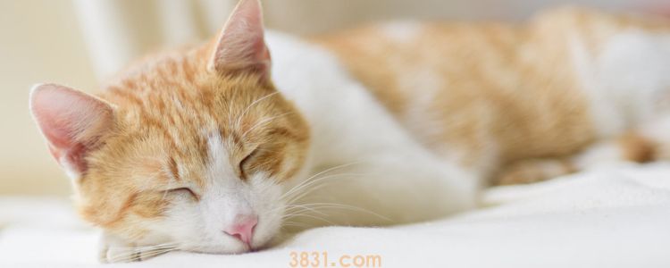 猫冬天晚上可以放阳台睡觉吗 会被冻死吗?(图1)
