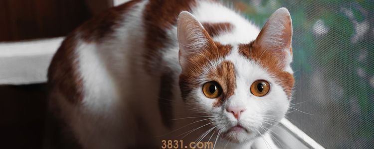 猫冬天冷了会怎么样 如何保暖防寒(图1)