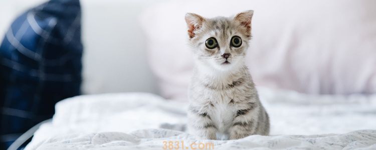 猫冬天经常打喷嚏流鼻涕 是猫鼻支吗?(图1)