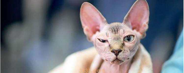 猫多大可以绝育 可以做和最佳时间可不是一回事哦(图1)