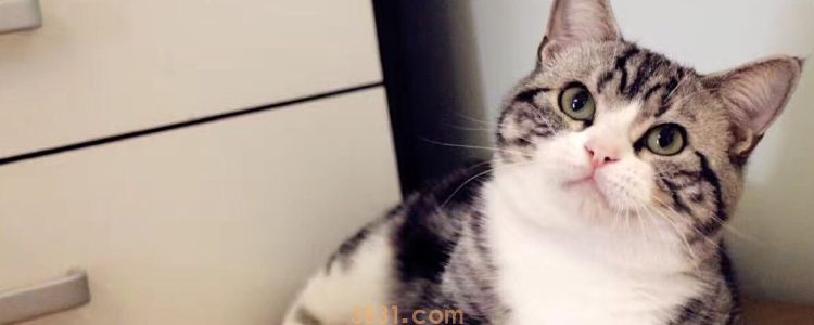 猫冬天怎么过冬 如何给猫保暖(图1)