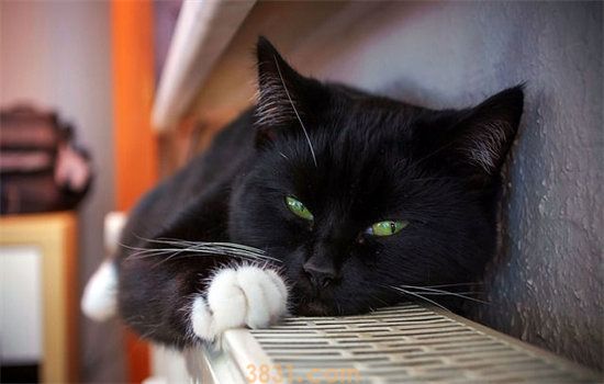 猫冬天在室外会冻死吗(图1)