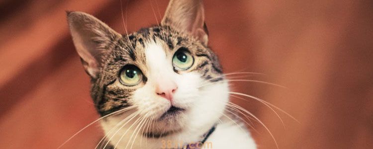 猫冬天没暖气怎么保暖 南方的猫都这样温暖过冬!(图1)
