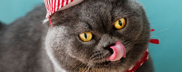 猫冬天没精神 冬季猫也容易抑郁吗?(图1)