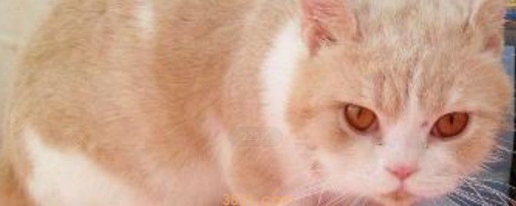 猫咪有的猫粮不吃怎么办 那就挑猫咪喜欢吃的!(图1)