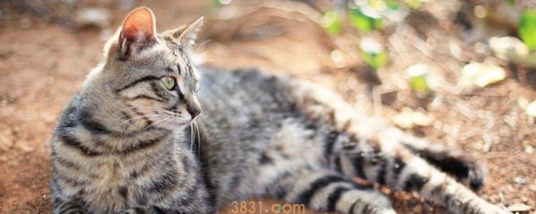 猫咪毛发可以染色吗 别什么都追求时尚了!(图1)