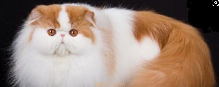 猫可以吃牛肉吗 生牛肉就不建议吃了!(图1)