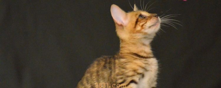 猫可以吃面包吗(图1)