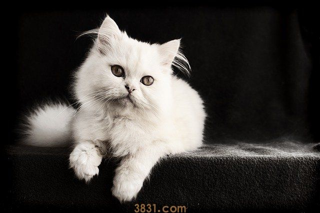猫冬天会冷吗(图1)
