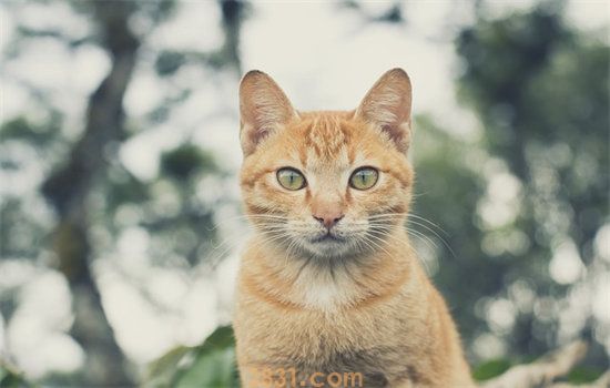 猫可以吃葡萄吗(图1)