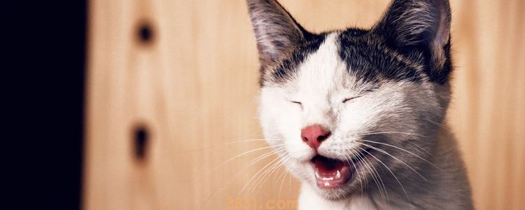 猫冬天放放外边怎么养 可能会害死它!(图1)