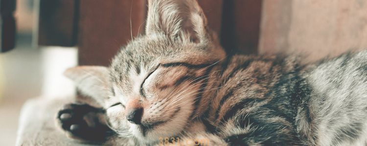 猫冬天睡猫窝会不会冷 做好这些保暖措施(图1)