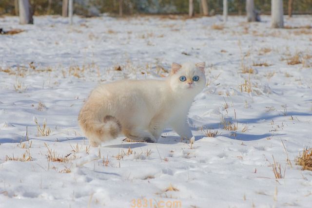 猫冬天睡觉时间会变长吗(图1)