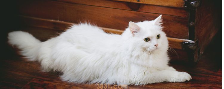 猫冬天会不会掉毛 拒绝干枯打结爆毛!(图1)