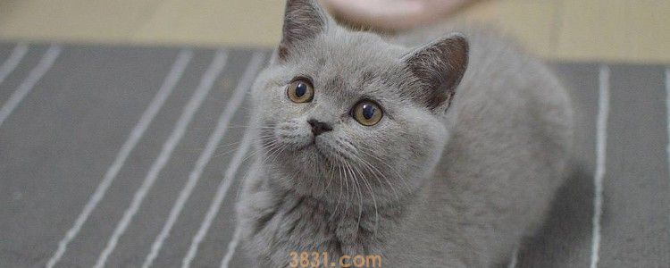 猫只吃猫粮可以吗 只吃猫粮肯定是不够的!(图1)