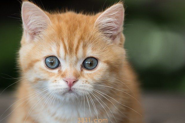 猫冬天喝水冰怎么办 如何保证猫的饮水温热?(图1)