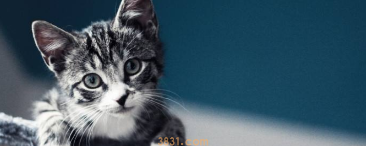 猫可以吃橙子吗 猫咪吃橙子会导致死亡的!(图1)