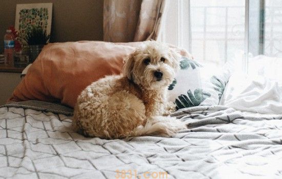 狗狗能吃石榴果吗(图1)