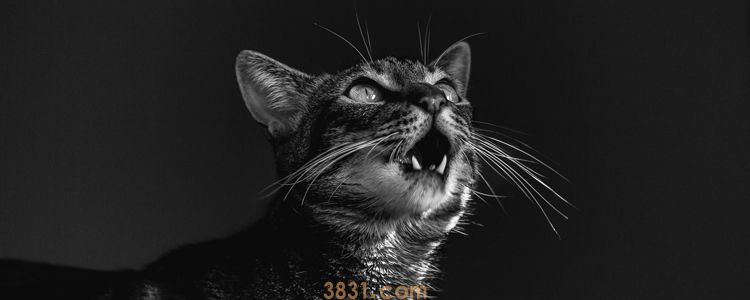 猫冬天尿床怎么回事 对号入座看看你家猫是什么原因(图1)