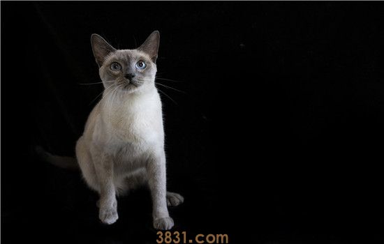 猫吃了2块德芙巧克力 巧克力可是会让猫致命的!(图2)
