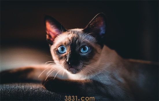 猫可以吃螃蟹吗(图1)