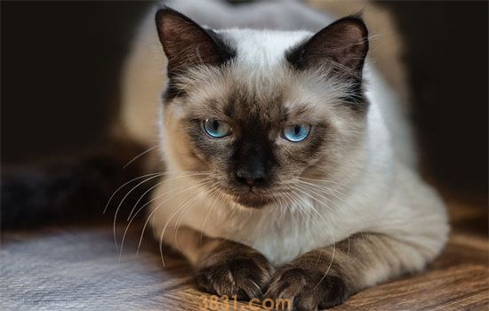 猫咪每天吃多少猫粮(图1)