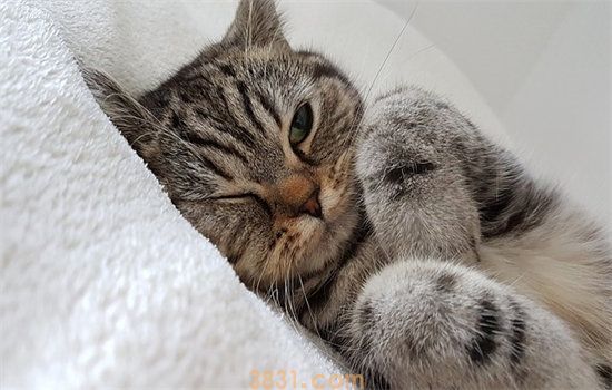 猫咪每天吃多少猫粮(图2)