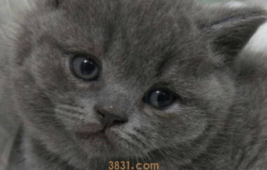 猫绝育后要打消炎针吗 打针和吃药都是一个原理哦!(图1)