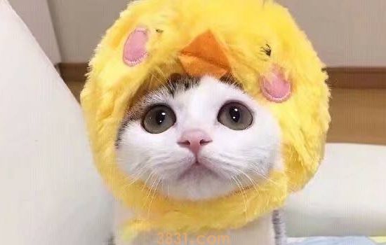 猫绝育后要打消炎针吗 打针和吃药都是一个原理哦!(图2)