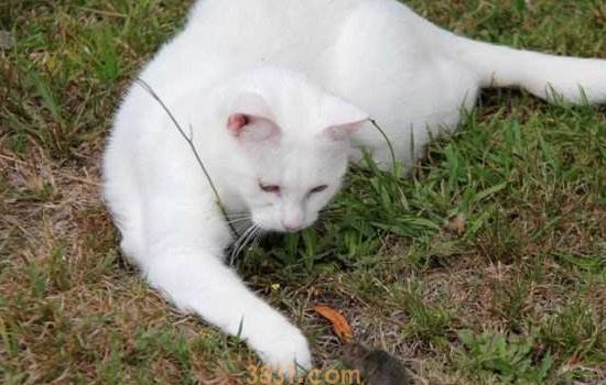 猫绝育后还会打架吗 要根据情况而定哦!(图1)