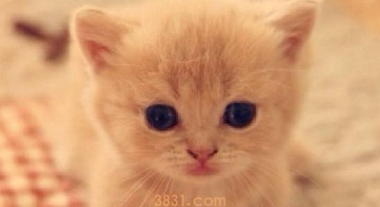 猫绝育后会发胖么 看看这篇分析!(图1)