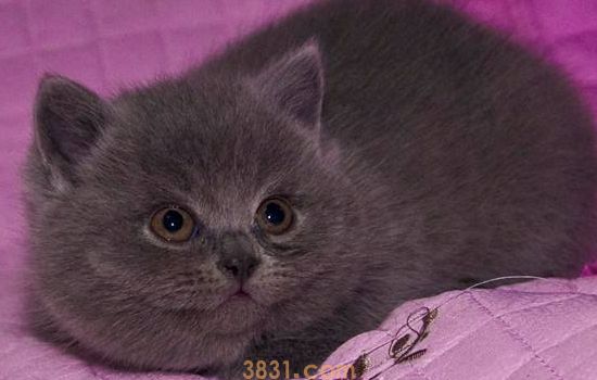 猫做完绝育手术麻醉多久醒 术后该如何护理(图1)