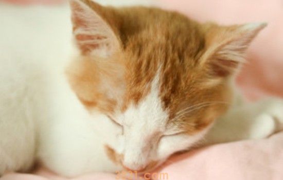 猫为什么不吃东西 原因都知道了吗?(图1)