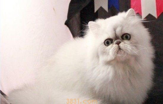 猫为什么喜欢钻盒子 祖先的遗传因素造成的!(图1)