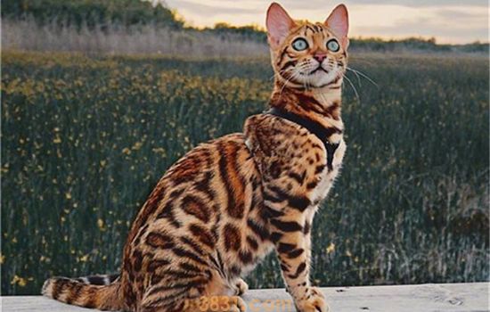 养亚洲豹猫犯法吗 坚决抵制黑作坊豹猫!(图1)