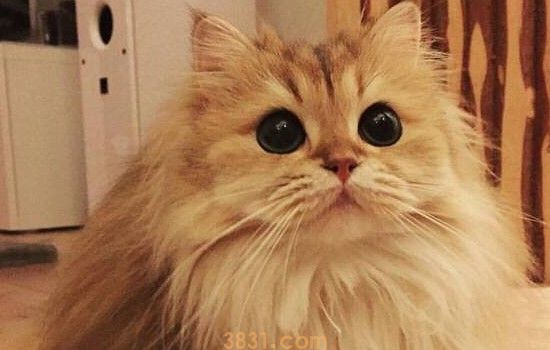 猫为什么踩奶 原因给你解释清楚了吗?(图1)