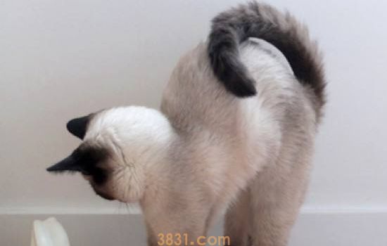 猫不吃饭是为什么? 这几个原因你要清楚!(图1)