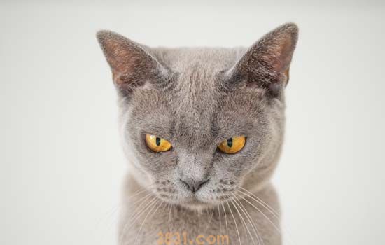 猫不吃饭是为什么? 这几个原因你要清楚!(图2)