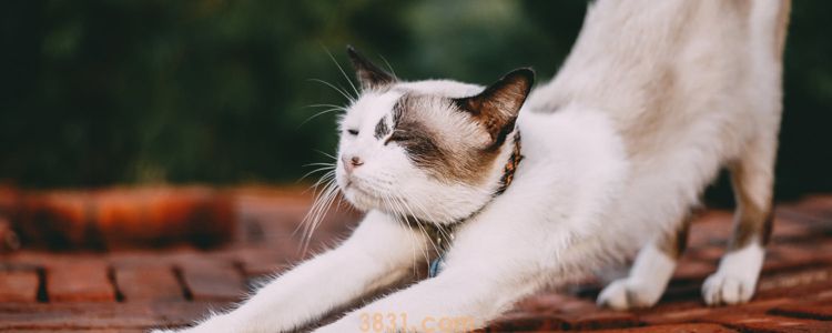 公猫绝育多少钱 绝育手术风险大不大?(图1)
