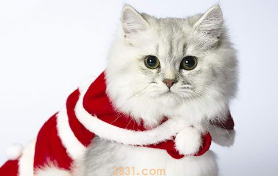 猫绝育安全吗 一定要相信现代医疗科技哦!(图1)