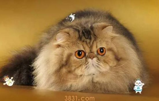 猫应该绝育吗 猫不绝育会有什么风险,你知道吗(图1)