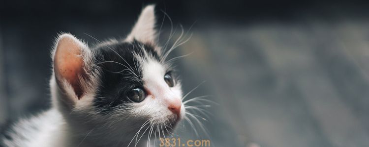 母猫绝育多少钱 千万小心低价陷阱!(图1)