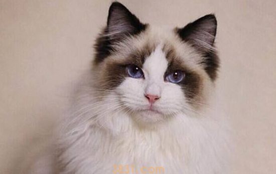 猫什么时候绝育 猫猫绝育的注意事项!(图2)