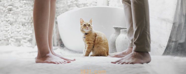 猫流鼻涕打喷嚏流眼泪 你以为是小感冒可能是大病毒!(图2)