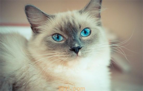 布偶猫吃什么(图1)